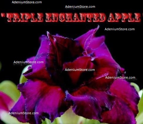 (image for) Adenium Obesum Triple Enchanted Apple 5 Seeds - Click Image to Close